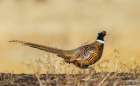 Ring-necked pheasant on the move in eastern Colorado Art Print